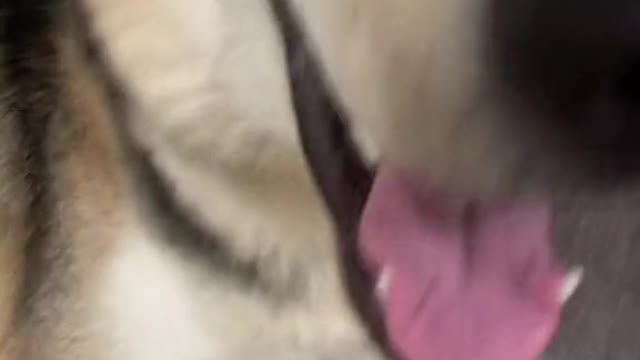 Guess my dogs name