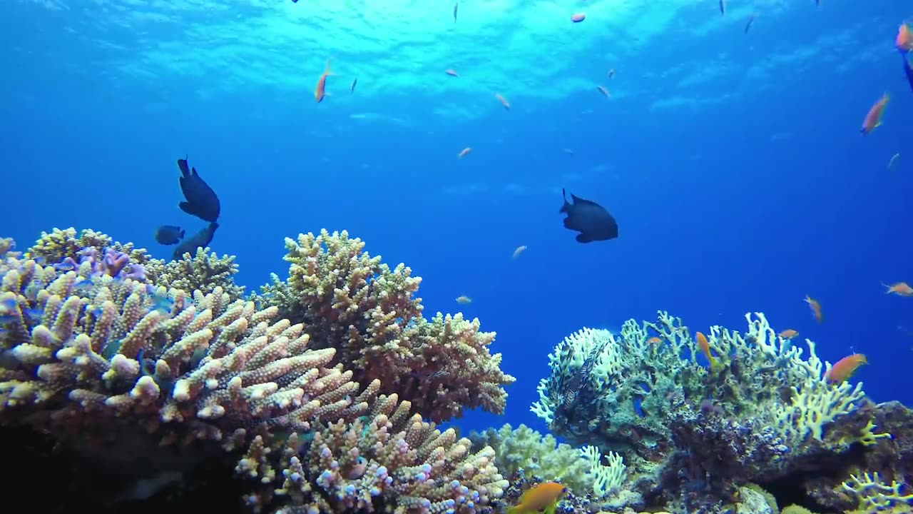 The Ocean 4K - Scenic Wildlife Film With Calming Music