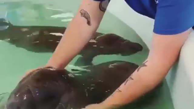 manatee nursery
