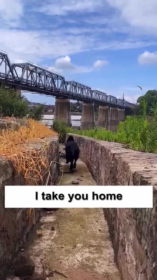 BLACK DOG SAVE LITTLE PUPPY.mp4