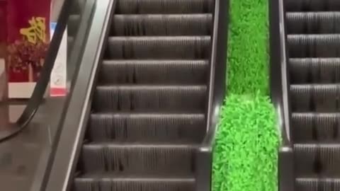 Cães e gatos engraçados 🐶🐱 Animais engraçados