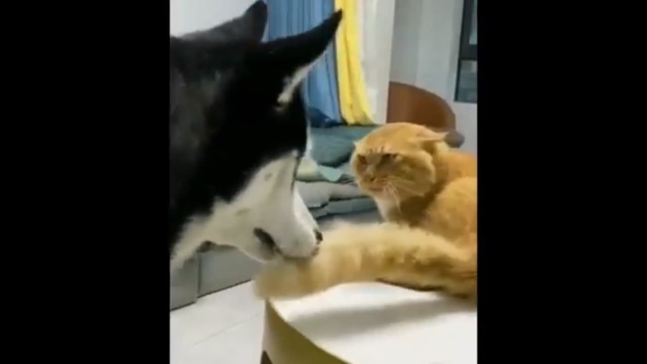 Funny Animal video 2023