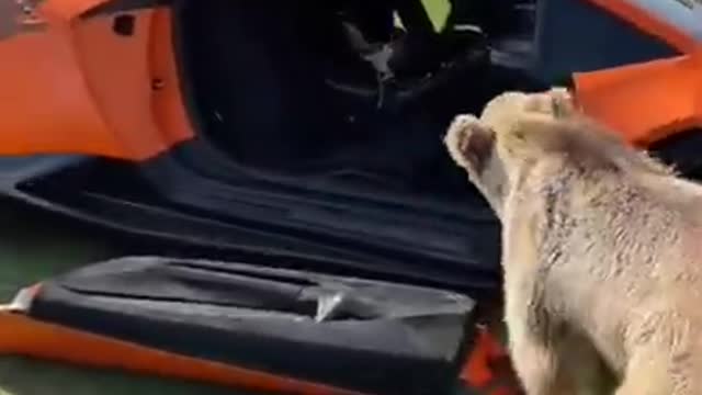 bear breaks lamborghini door short video