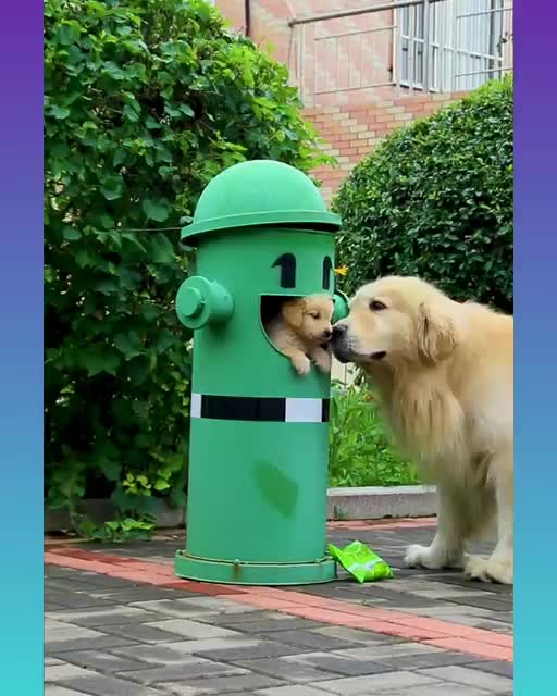 Smart Dog Videos 2021#viral Short dog Video