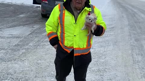 Tiny Dog in Cute Outfit has a Big Attitude