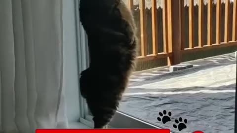 Funny animals 2023😆 - Funniest Cats and Dogs Video🐕🐈