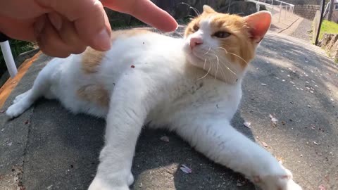 A fat cat meows in a cute voice and shows its big belly to humans(part 78)
