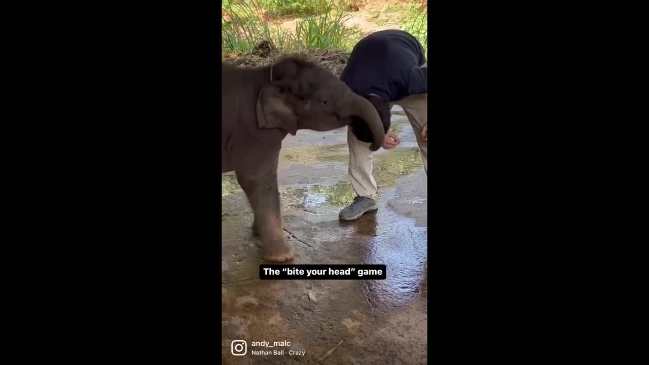 Joyful baby elephant loves playing games with this human