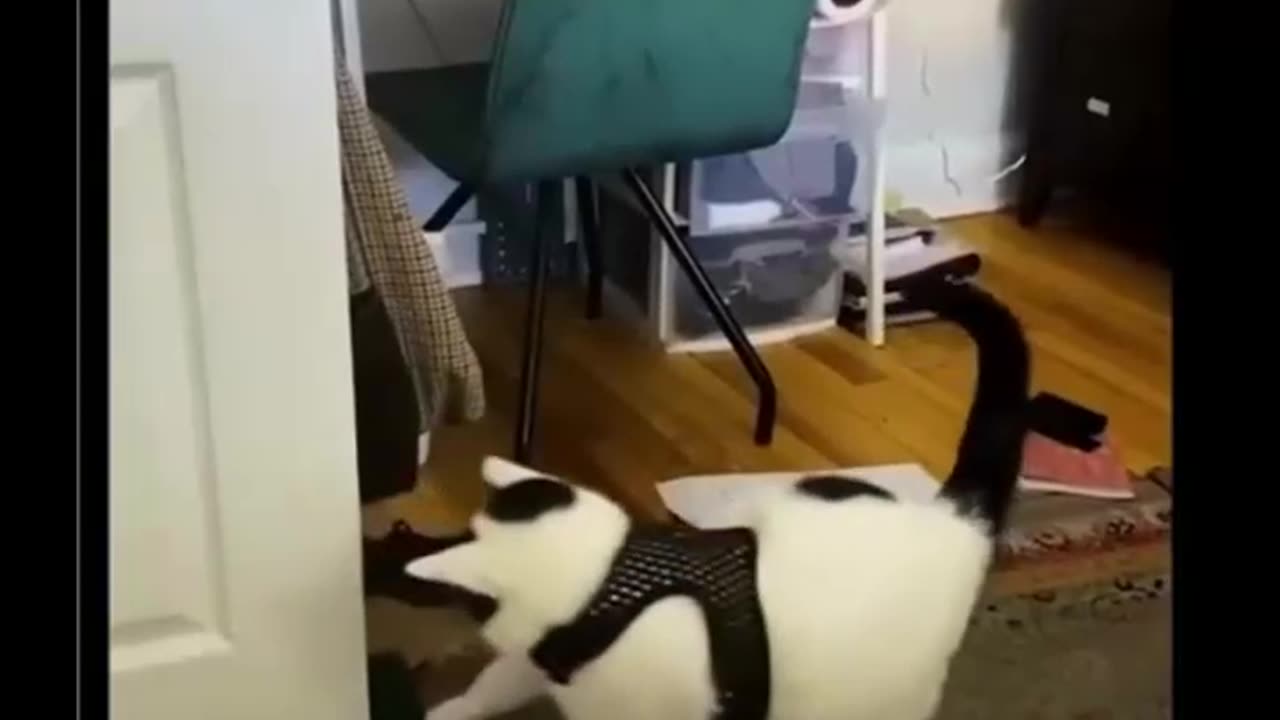 Cute cat video,try not to laugh!