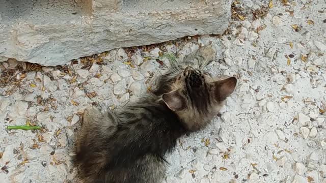 Two Kitty Playing Near A Hollow Block