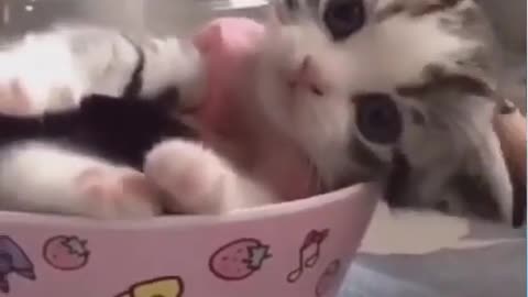 Cutest Cat ever