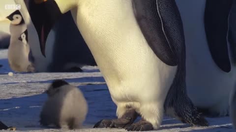 Baby Penguin Tries To Make Friends | Snow Chick: A Penguin's Tale | BBC Earth