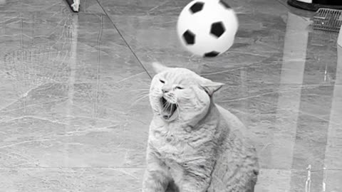 Footballer Cats 🐈