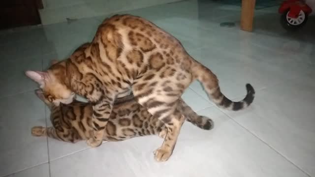 Breeding bengal cat