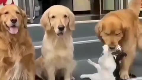 Cute dogs