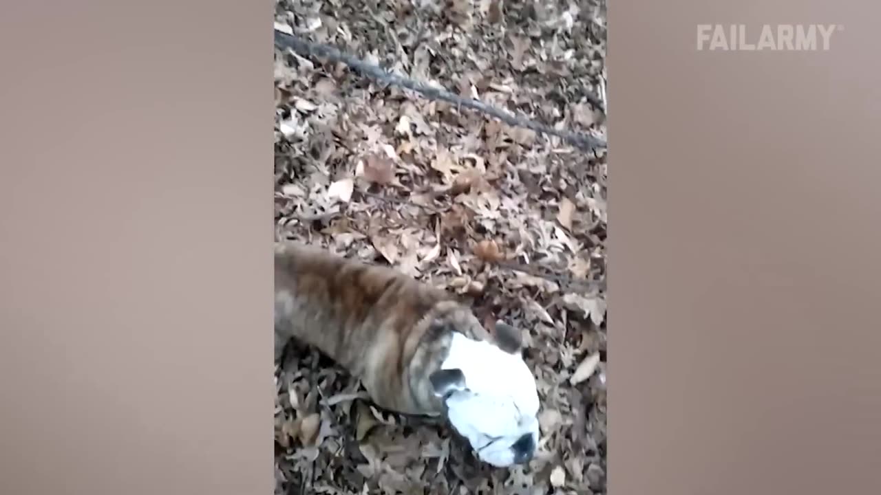 Funny Fails Compilation