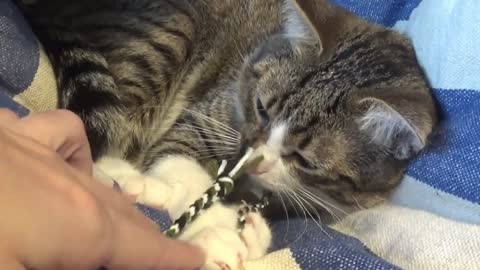 Mascot Rudolph, the Cat, Does the Handmade Jewelry Quality Check