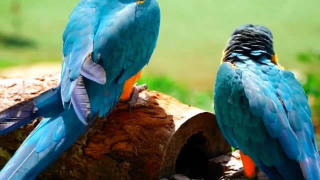 Two Parrots 🦜 Playing Together ll