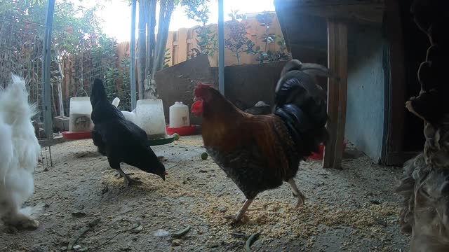 Backyard Chickens Relaxing Chicken Coop Video Sounds Noises Hens Clucking Roosters Crowing!