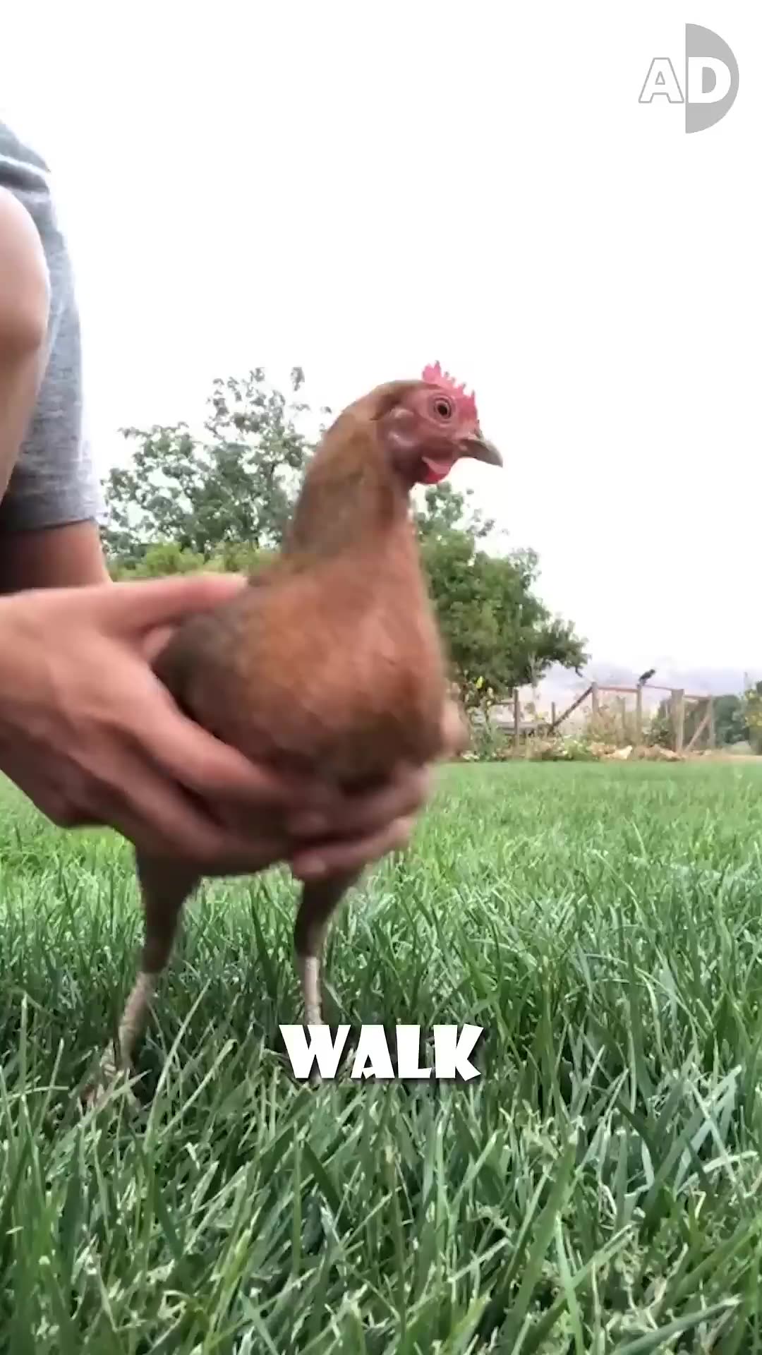 A Chicken’s Head Works Better Than A Camera Stabilizer!