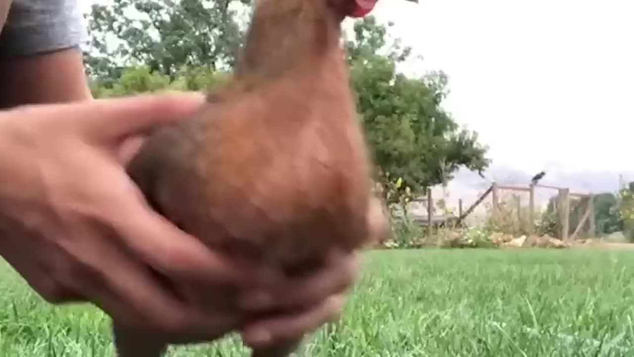 A Chicken’s Head Works Better Than a Camera Stabilizer!