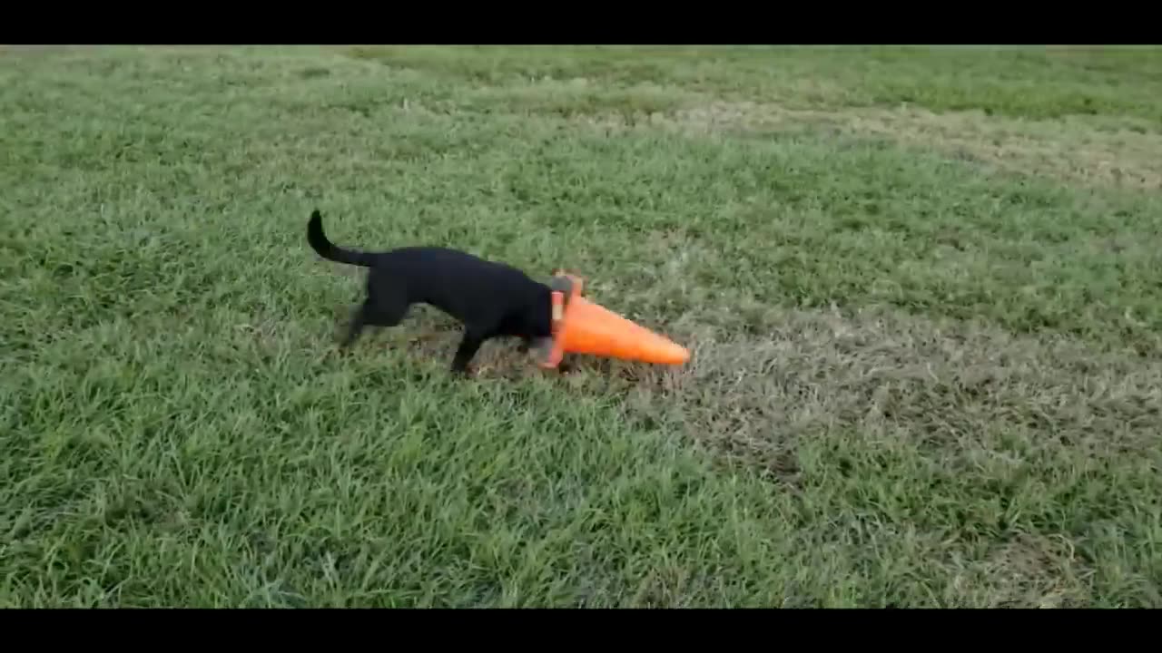 funny animal video