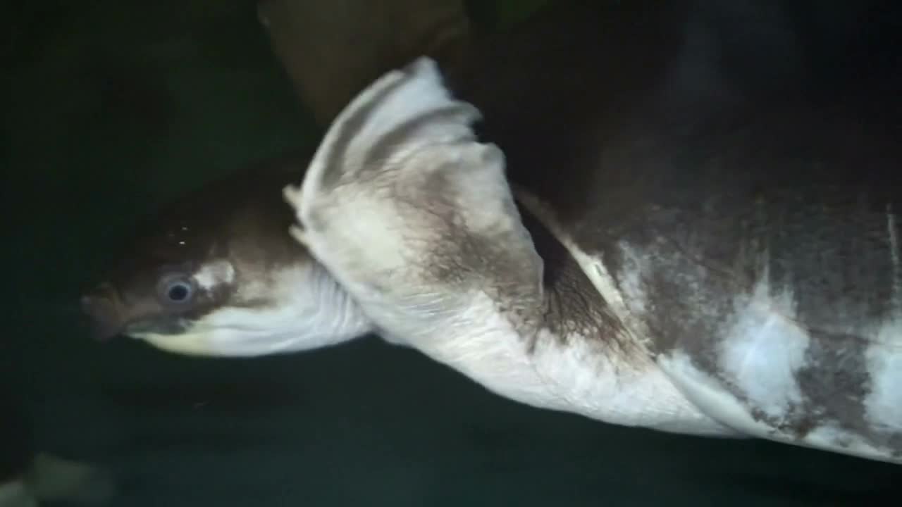 soft-shelled, snapping turtle swimming in aquarium