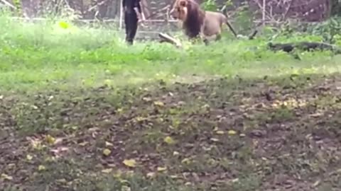 Drunk man talking ... to a lion!😱