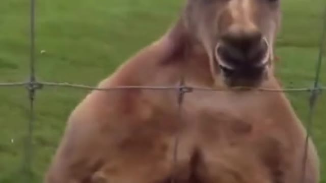 Kangaroo Jacked.mp4