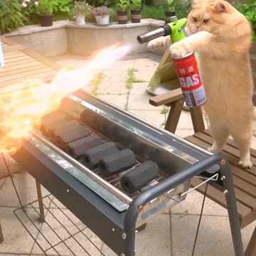 Did I raise a cat, or did a cat raise me?