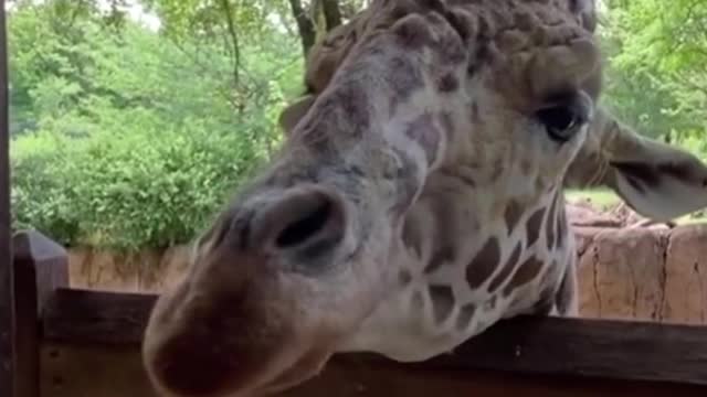 You want to get up close and personal with such a tame giraffe