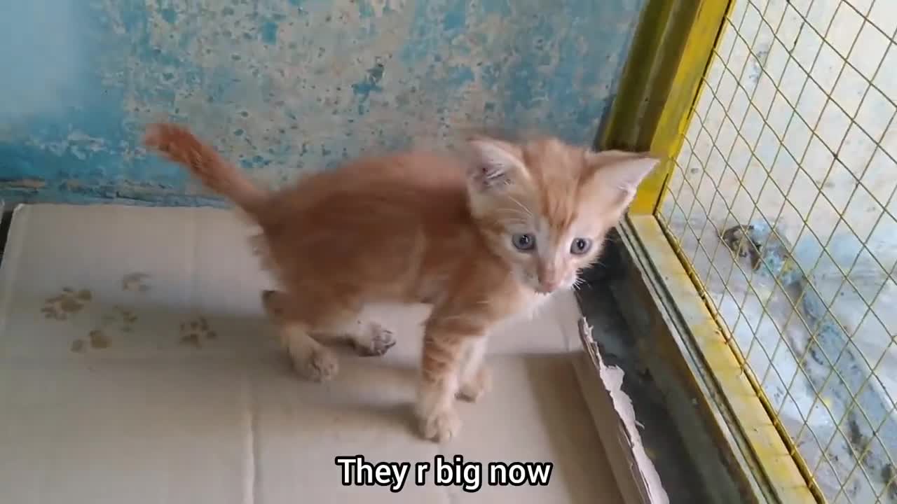 Mother Cat Has Adopted Orphan Kitten Now Kitten Is Beating Her Kittens