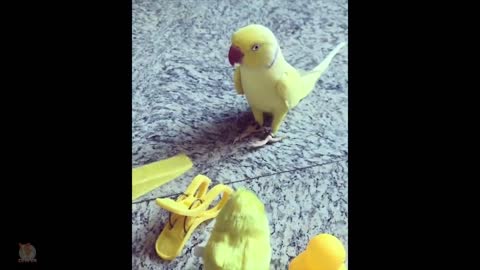 Cute Parrots Doing Funny Things | Cutest Parrots In The World