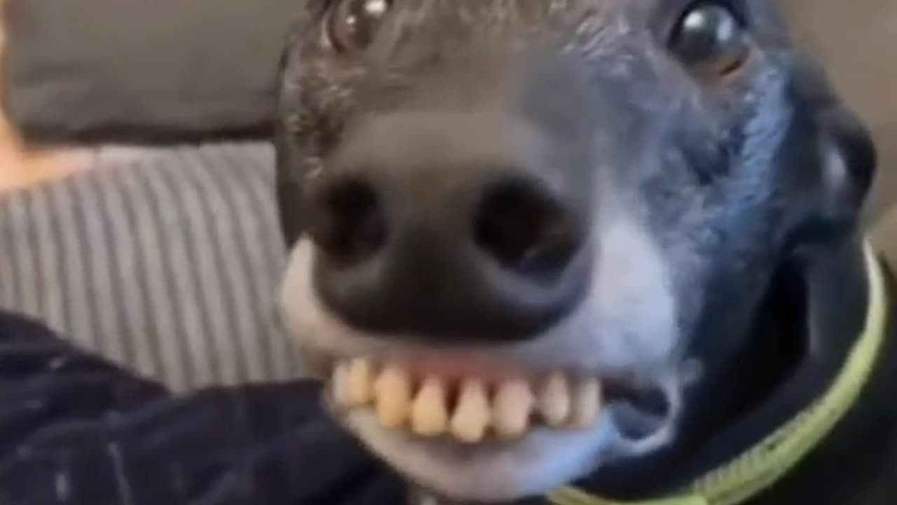 Animals Video funny