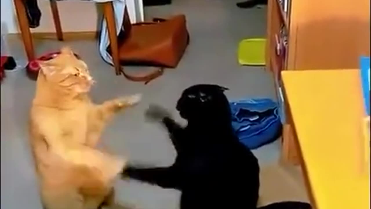 Funny cats playing with their hands