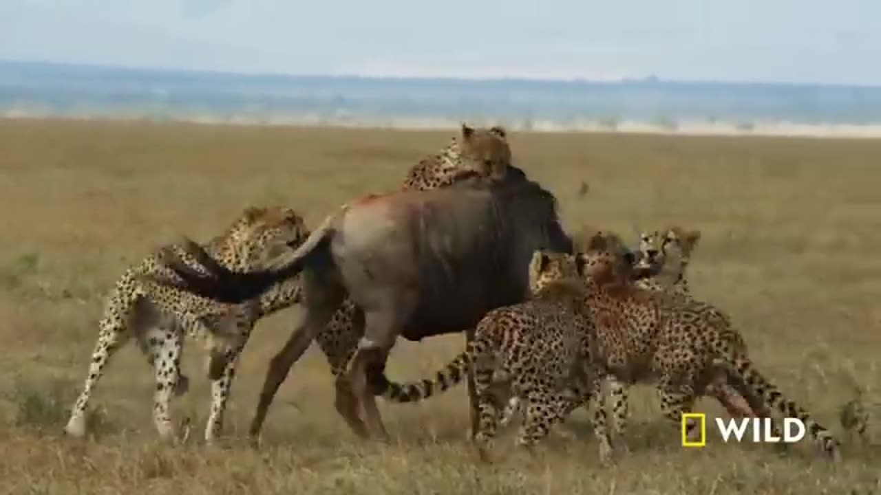 The way of Cheetah