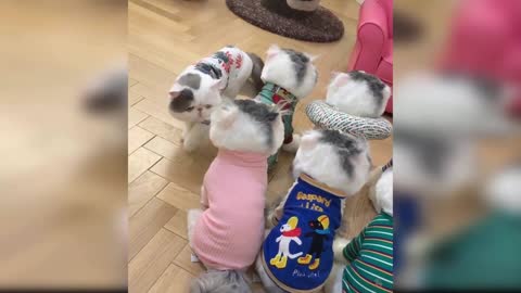 Baby Cats Cute and Funny Baby Cat Videos