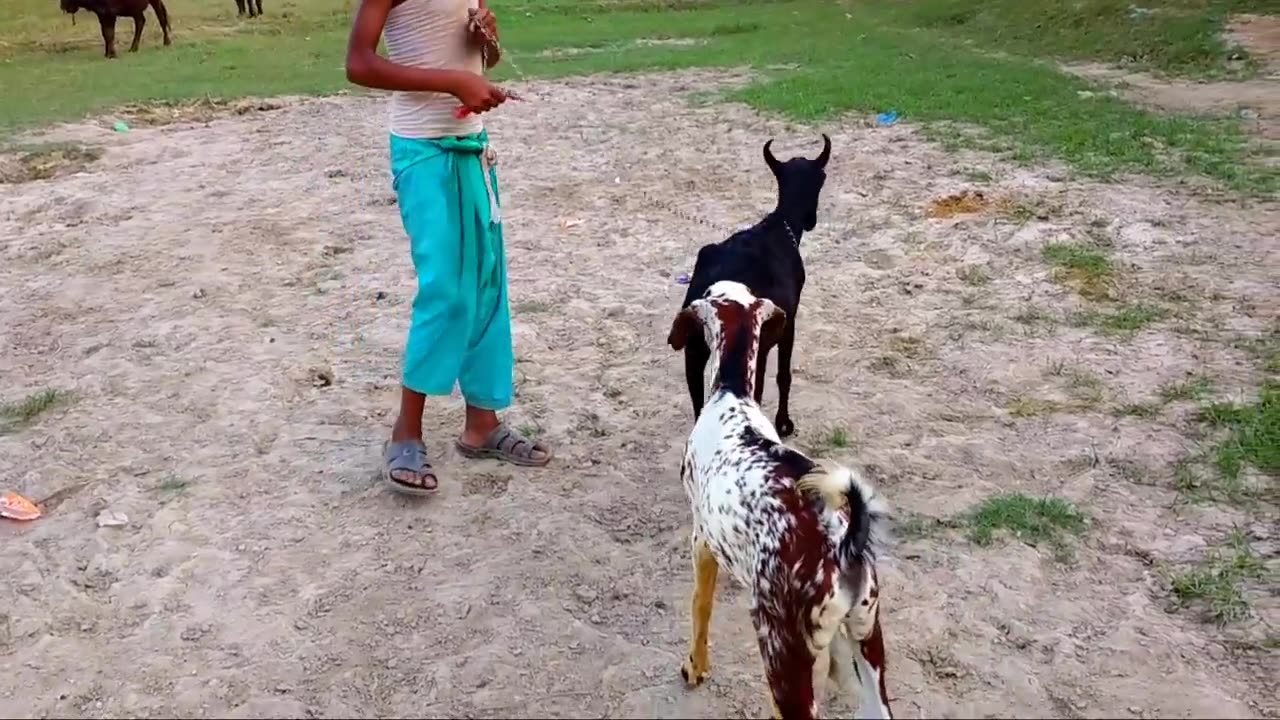 SEX GOAT VILLAGE