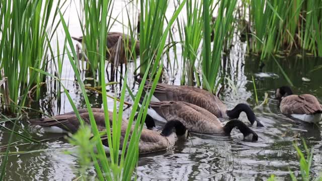 Ducks walking