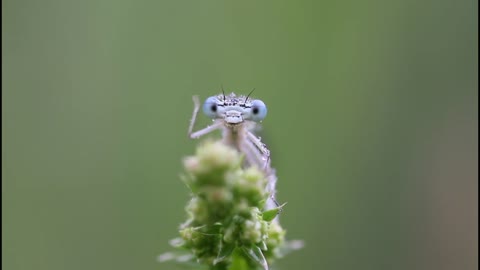 dragon fly cleaning her eyes