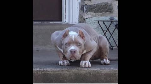 Cute Pitbull Puppies