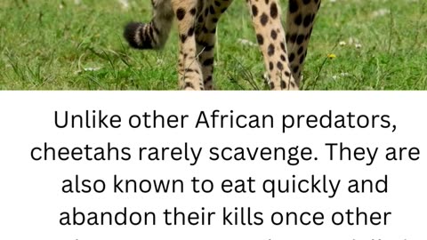 FACTS ABOUT CHEETAH.....3\6