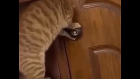 cat funny video