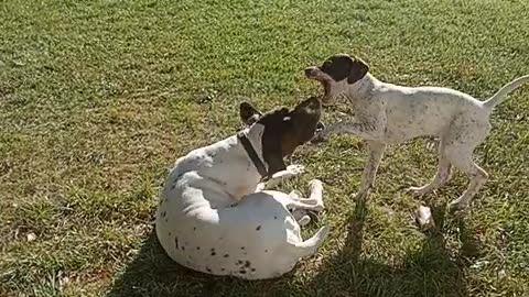 Rowdy and Jill playing