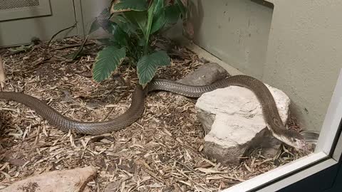 Captured at Houston zoo