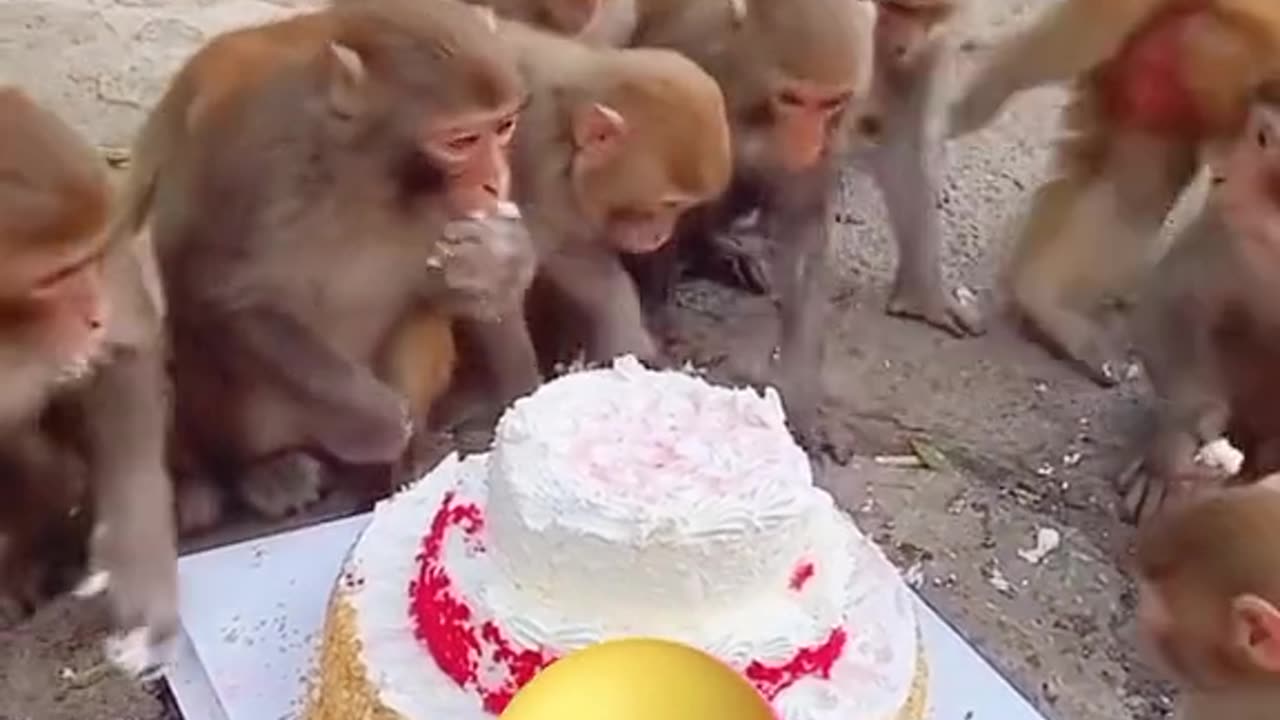 Happy birthday monkey , monkey eat cake , funny monkey , funny animals