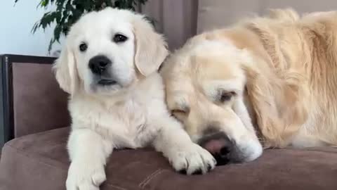 How a Puppy and a Golden Retriever Fight Against Sleep！