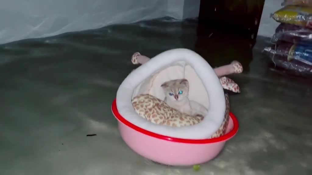 Flood, the owner of the first thought of their kitten