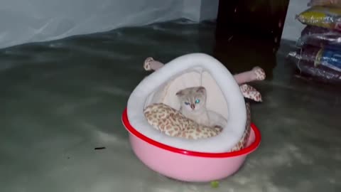 Flood, the owner of the first thought of their kitten