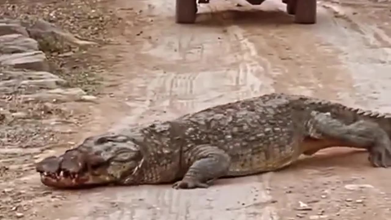 crocodile, Wildlife is in closer view with a natural perspective.